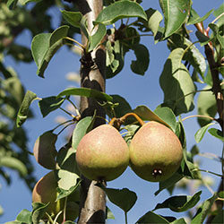 Päärynäpuut