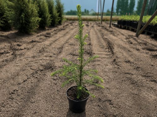 PICEA ABIES 40-60 AT