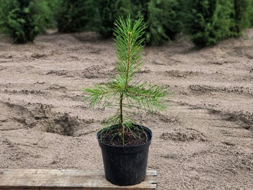 PINUS SYLVESTRIS 30-40 2L AT