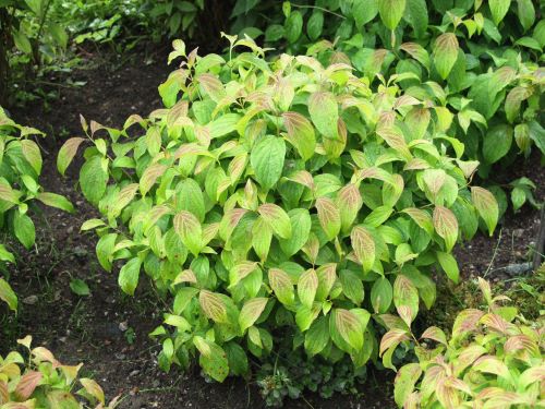 CORNUS ALBA subsp. STOLONIF. KELSEY DWARF AT