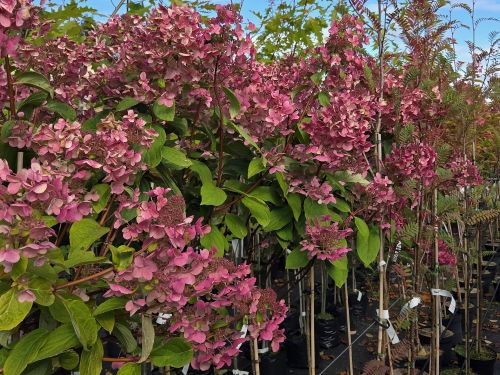 HYDRANGEA PAN. WIMS RED 150-200 AT