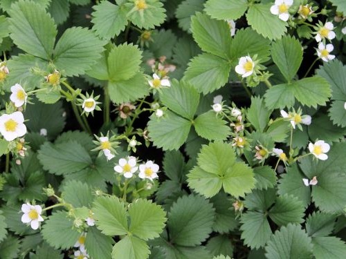 FRAGARIA x ANANASSA