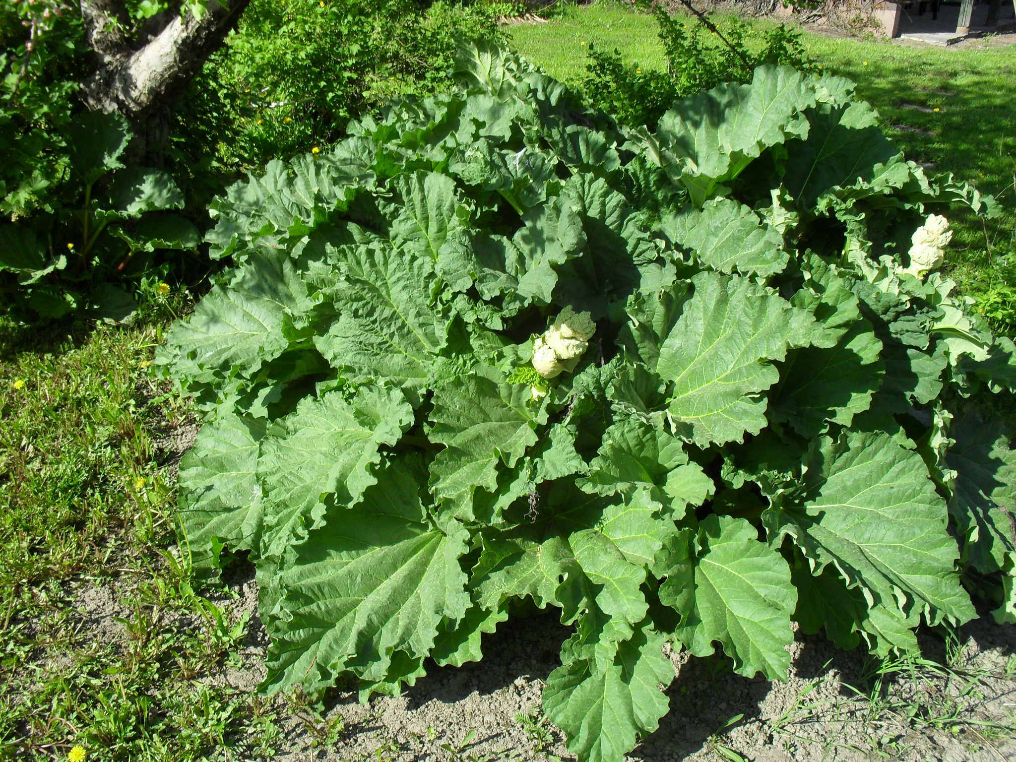 RHEUM RHABARBARUM AT