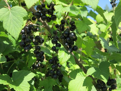 RIBES NIGRUM MARSKI FinE AT