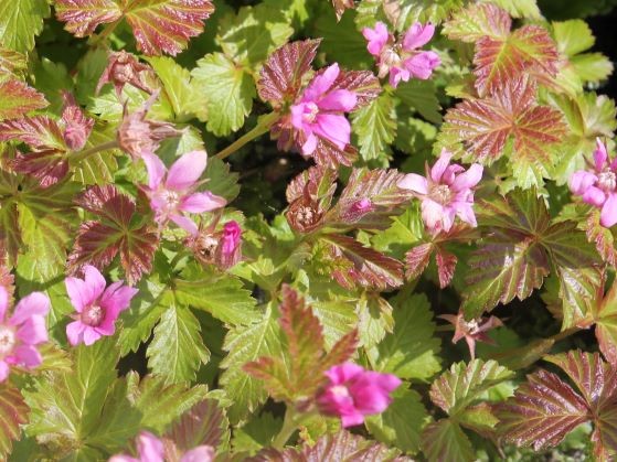 RUBUS ARCTICUS