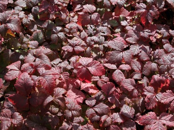 RUBUS ARCTICUS
