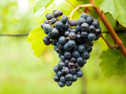 VITIS ZILGA AT