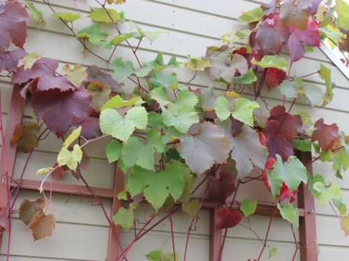 VITIS AMURENSIS AT
