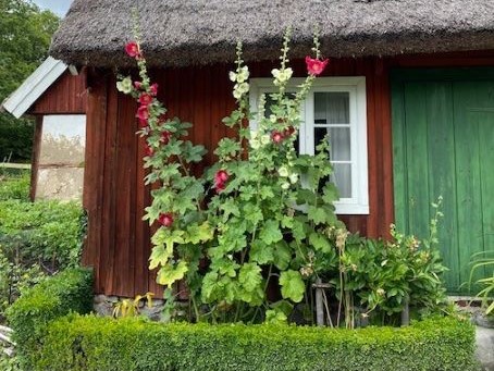 ALCEA ROSEA SIMPLEX
