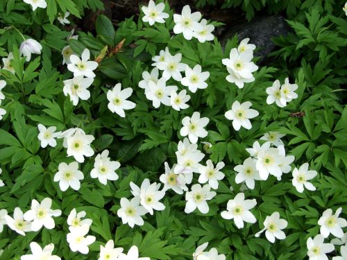 ANEMONE NEMOROSA