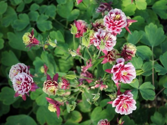 AQUILEGIA VULG. WINKY DOUBLE RED AND WHITE
