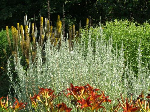 ARTEMISIA LUDOVICIANA