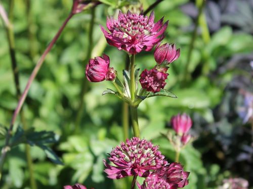 ASTRANTIA MAJOR SPARKLING STARS RED