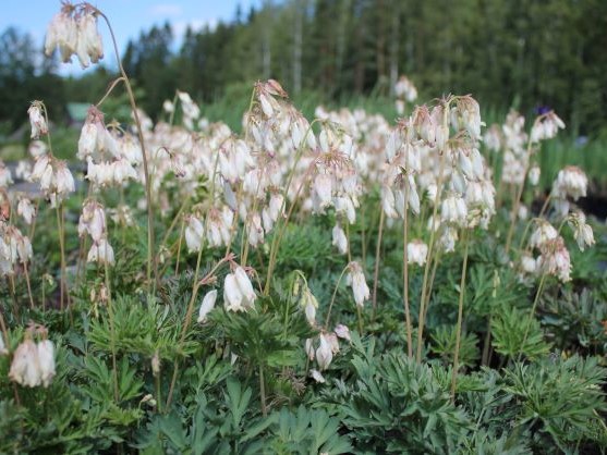 DICENTRA FORMOSA ALBA