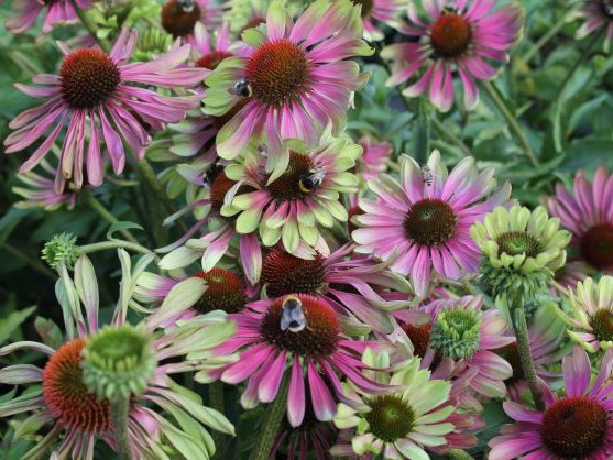 ECHINACEA PURPUREA GREEN TWISTER