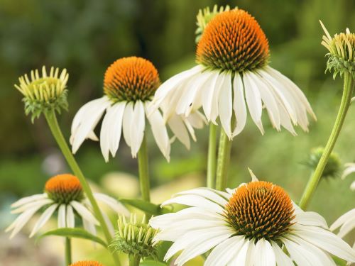 ECHINACEA PURPUREA HAPPY STAR