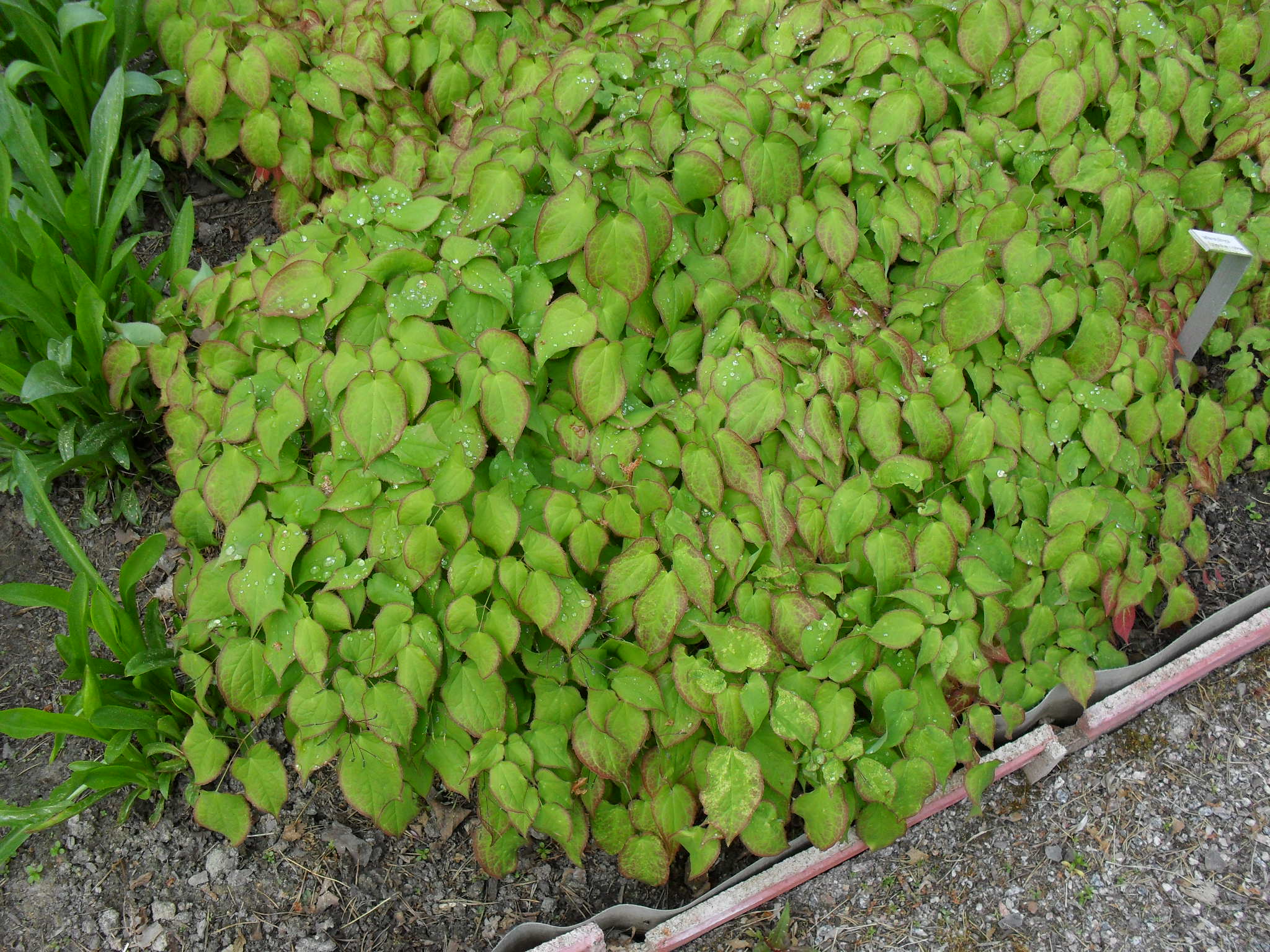 EPIMEDIUM x RUBRUM