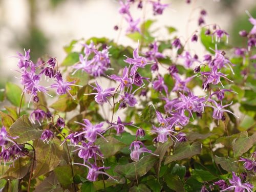 EPIMEDIUM GRANDIFLORUM LILAFEE