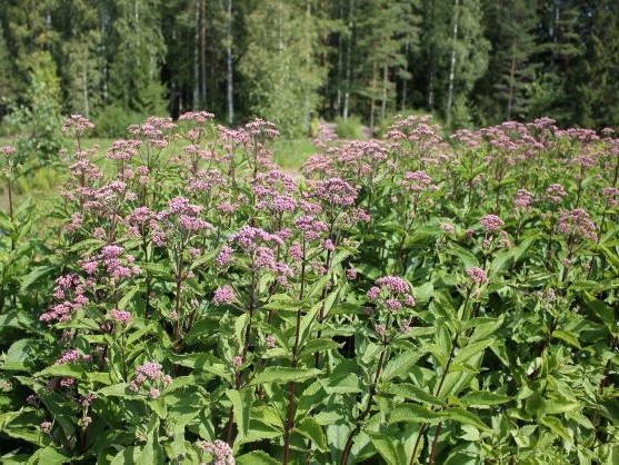 EUTROCHIUM PURPUREUM PHANTOM