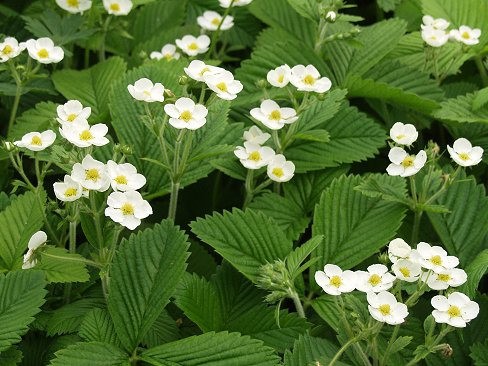 FRAGARIA MOSCHATA