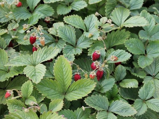 FRAGARIA VESCA var. SEMPERFLORENS