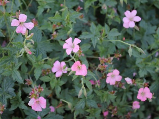 GERANIUM ENDRESSII WARGRAVE PINK