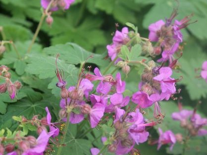 GERANIUM MACRORRHIZUM BEVANS VARIETY