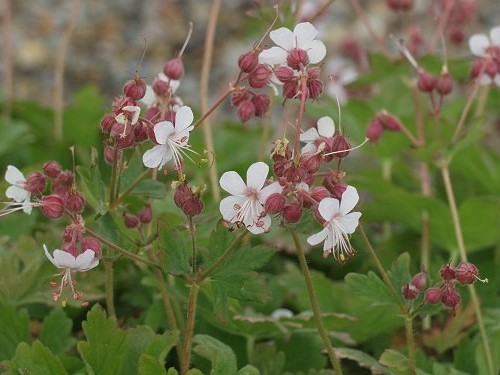 GERANIUM MACRORRHIZUM SPESSART
