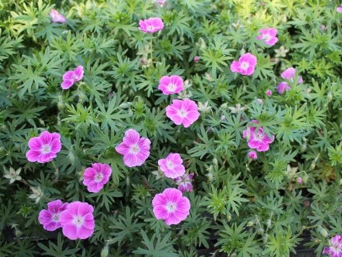 GERANIUM SANGUINEUM ELKE
