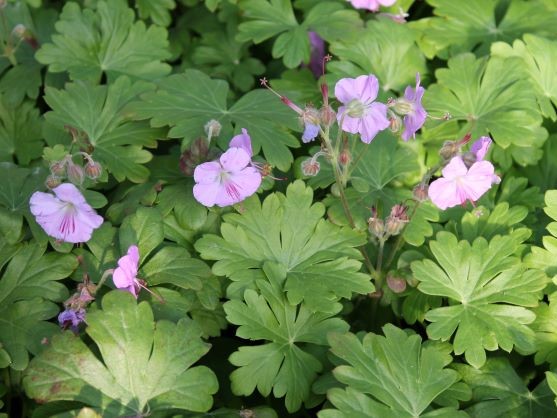 GERANIUM x CANTABRIGIENSE CAMBRIDGE