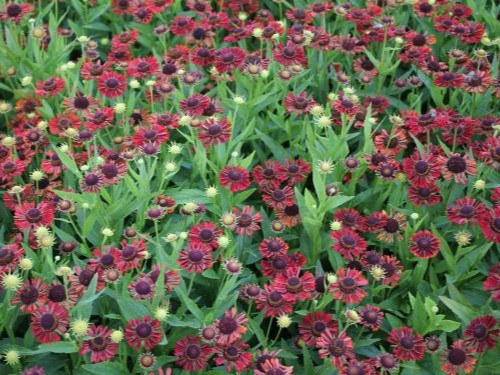 HELENIUM AUTUMNALE SIESTA