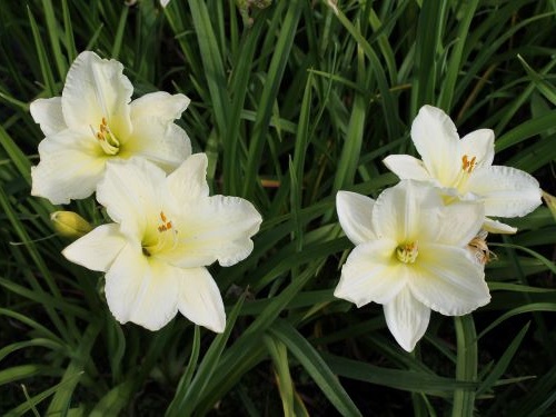 HEMEROCALLIS HYBRIDA JOAN SENIOR