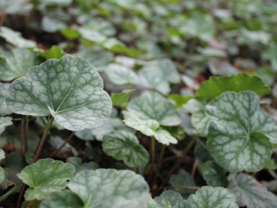 HEUCHERA AMERICANA DALES STRAIN
