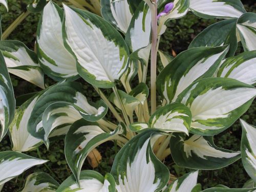 HOSTA FUNKIA FIRE AND ICE