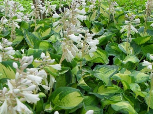 HOSTA FUNKIA GREAT EXPECTATIONS