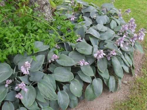HOSTA TARDIANA HALCYON
