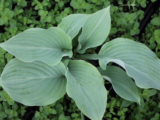 HOSTA SIEBOLDIANA BLUE ANGEL
