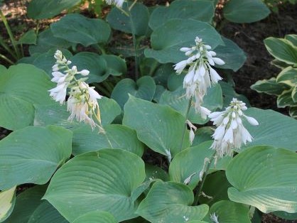 HOSTA SIEBOLDIANA ELEGANS