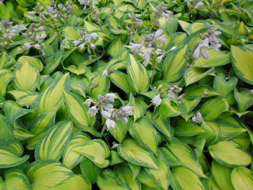 HOSTA TARDIANA JUNE