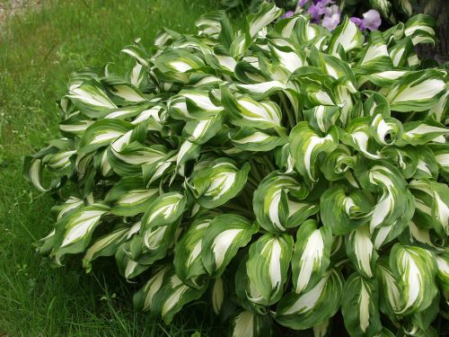 HOSTA UNDULATA MEDIOVARIEGATA