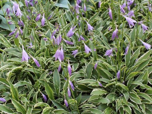 HOSTA STILETTO