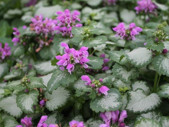 LAMIUM MACULATUM