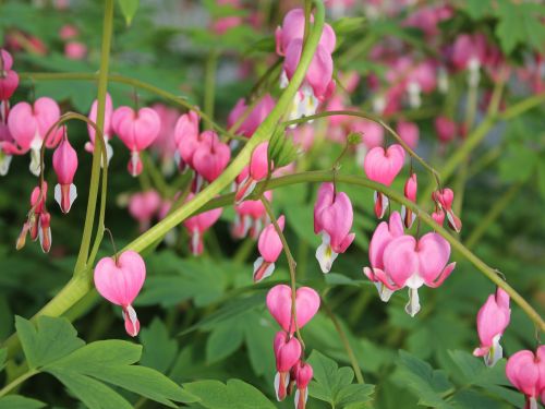 LAMPROCAPNOS SPECTABILIS