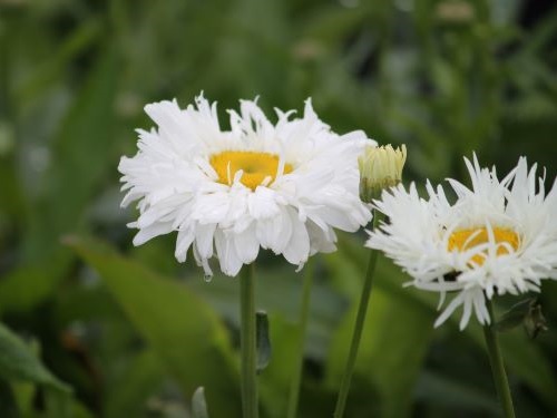 LEUCANTHEMUM x SUBERBUM SNOWDRIFT
