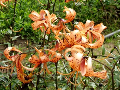 LILIUM LANCIFOLIUM