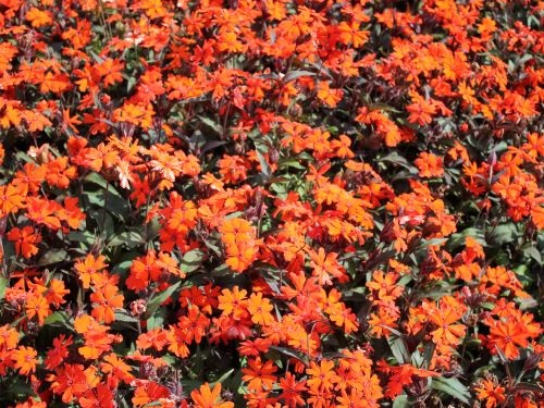 SILENE x ARKWRIGHTII VESUVIUS