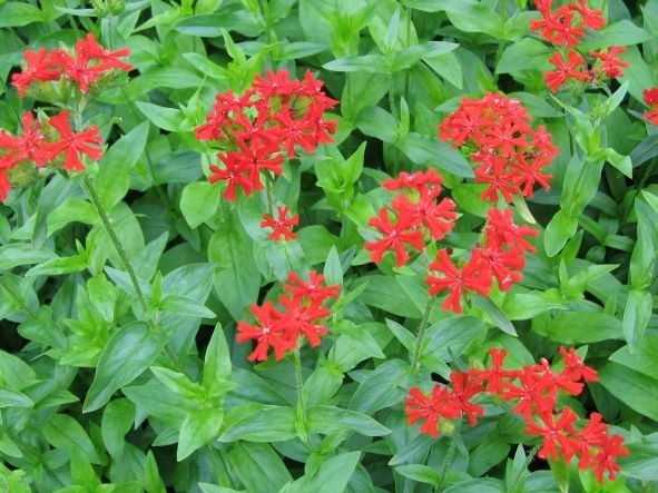 SILENE CHALCEDONICA