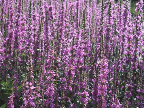 LYTHRUM SALICARIA