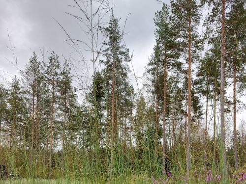 MOLINIA CAERULEA var. ARUND. KARL FOERSTER