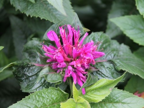 MONARDA x MEDIA  PETITE DELIGHT